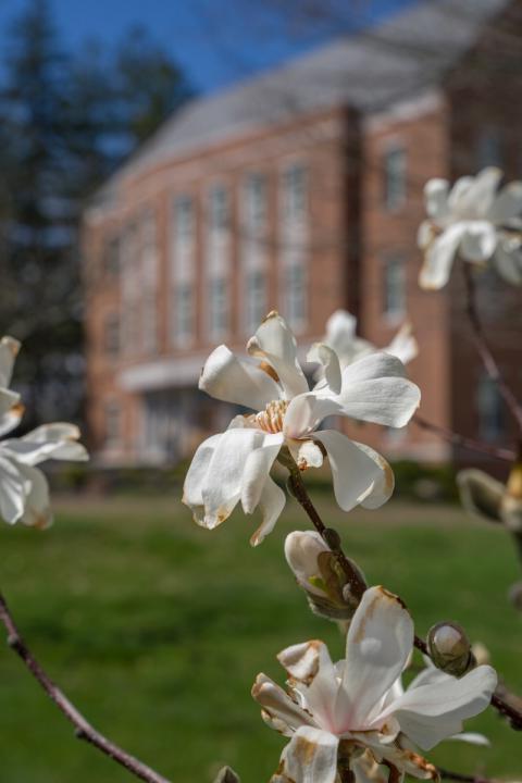 Apple blossoms in front of Paul College