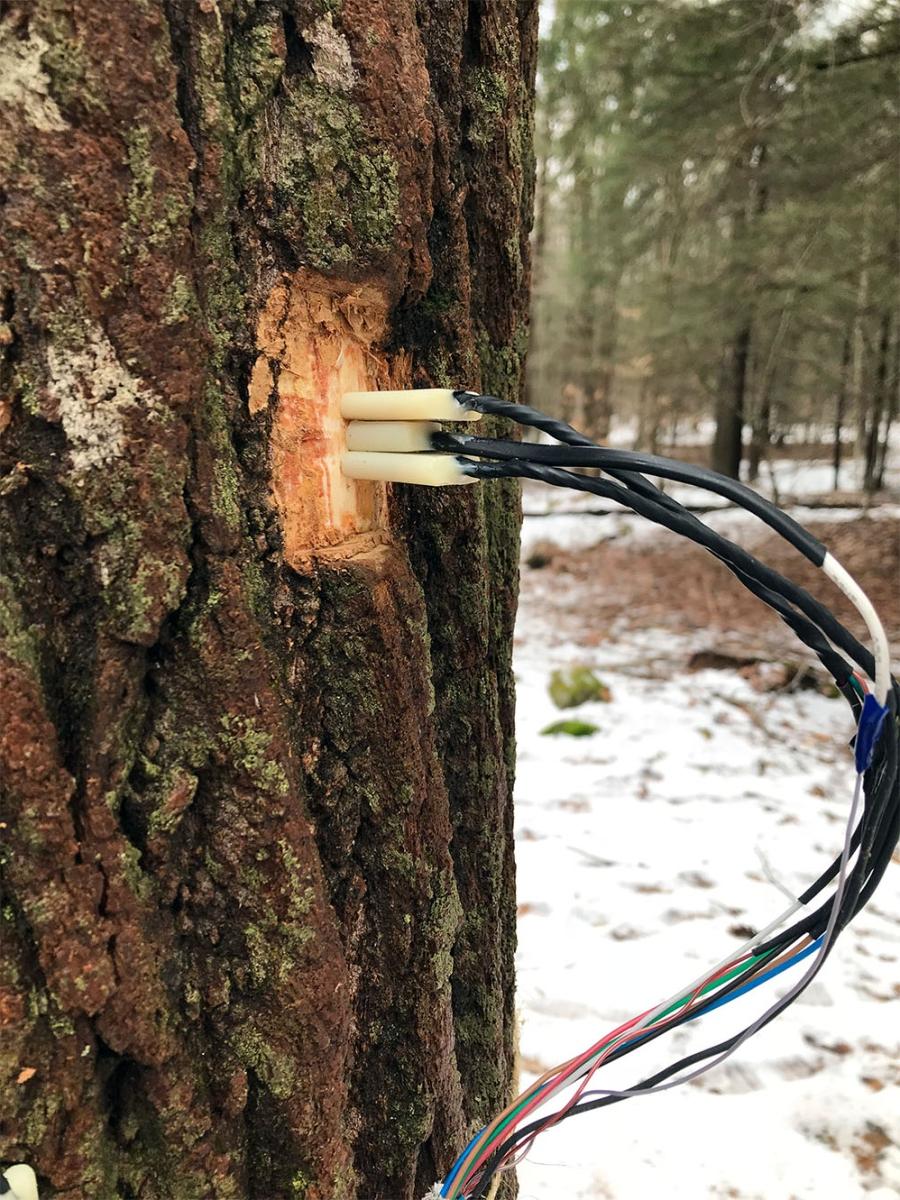 An image of a tulip popular tree with sap sensors attached to it.