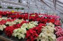 Poinsettia on display at the Thompson School Poinsettia Open House